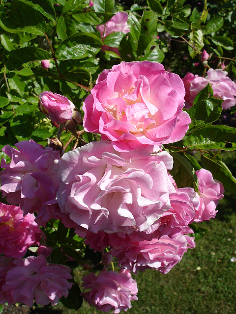 Tausendschön rose