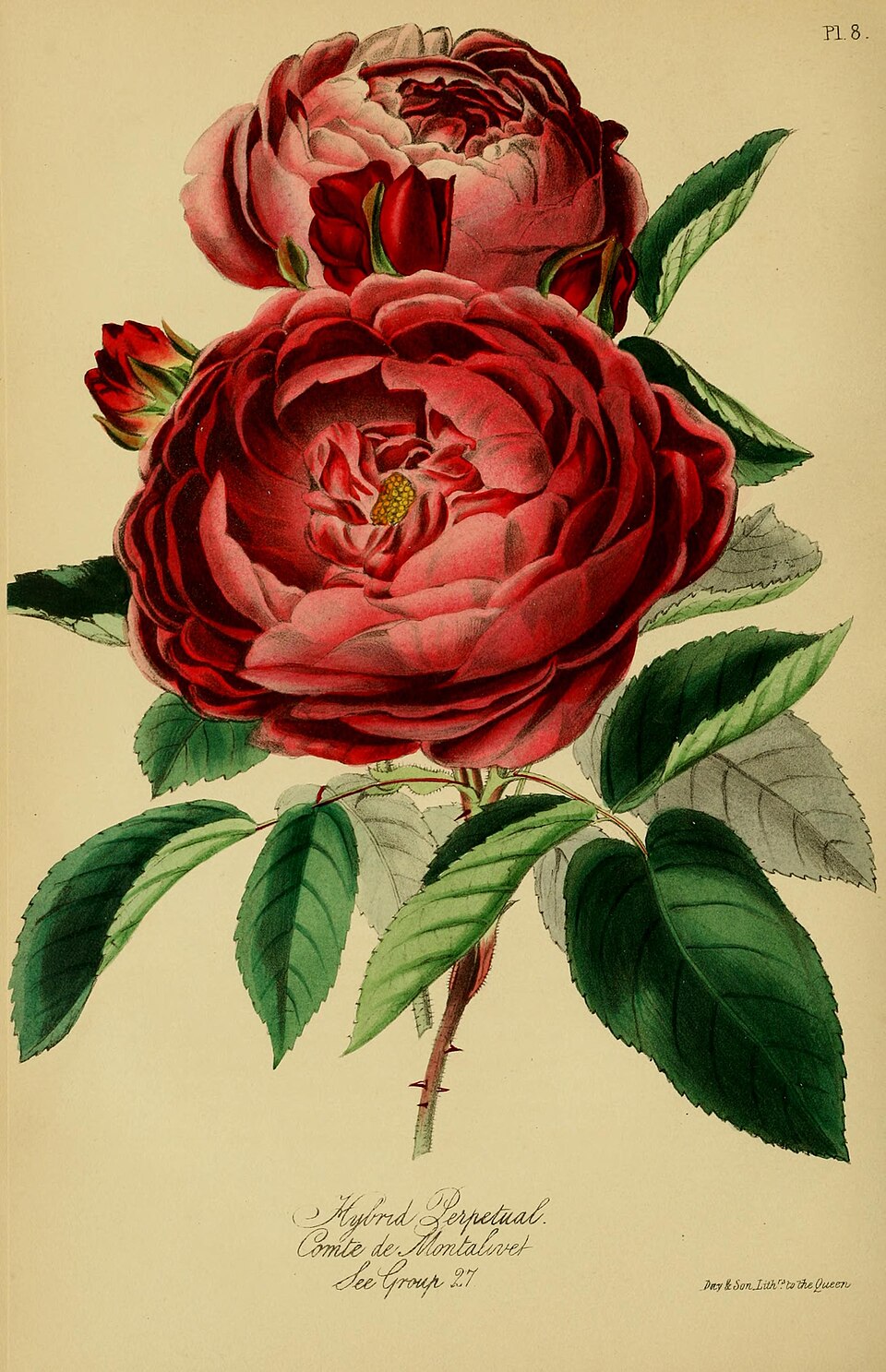 Comte de Montalivet
