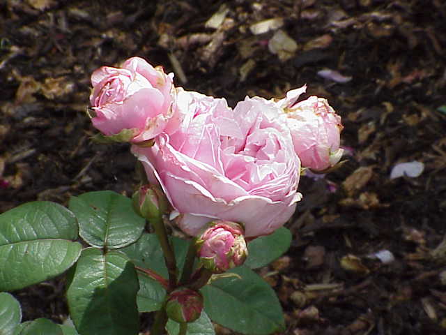 Madame Ernest Calvat