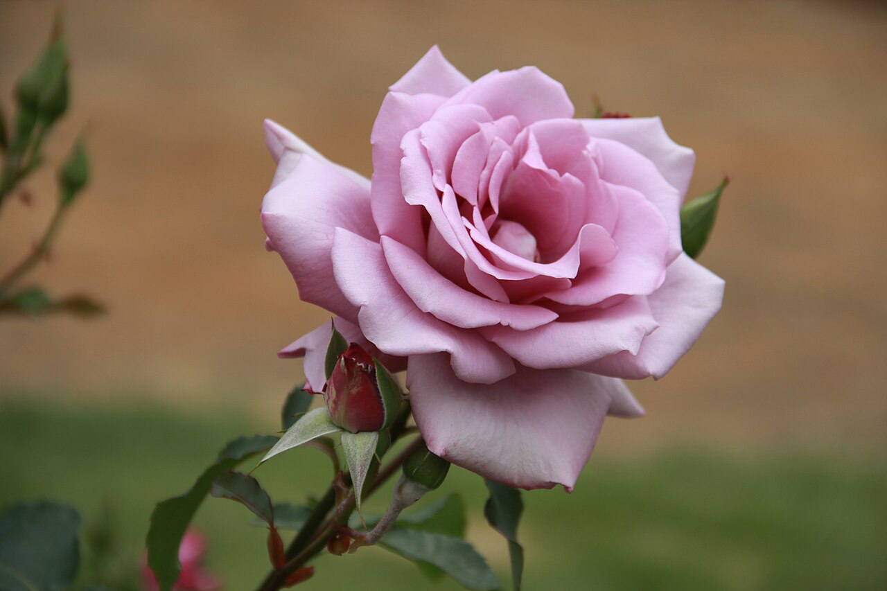 Madame Violet