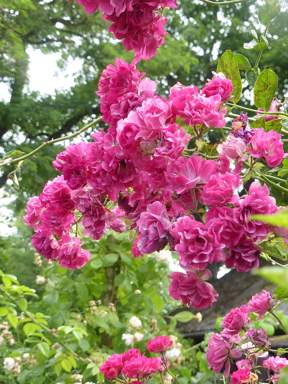 Purpurtraum rose