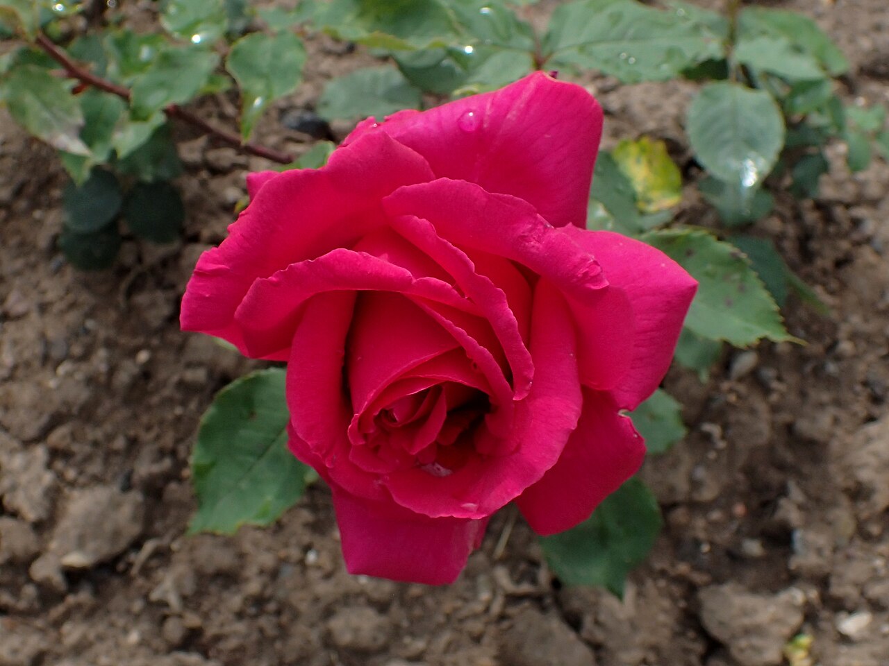 Rose of Freedom