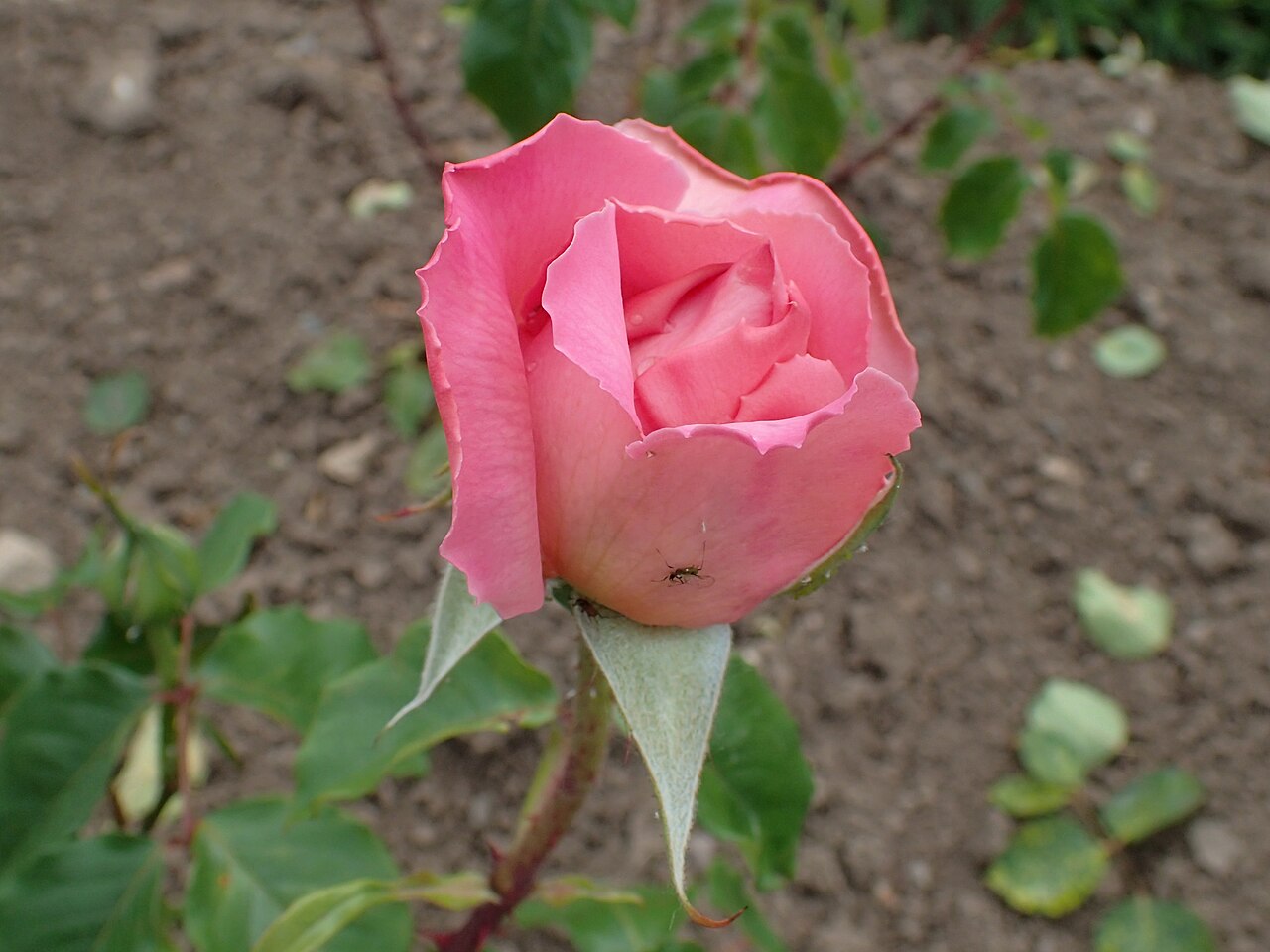 Sir Winston Churchill