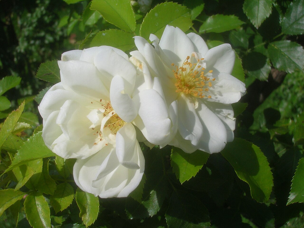 White Flower Carpet