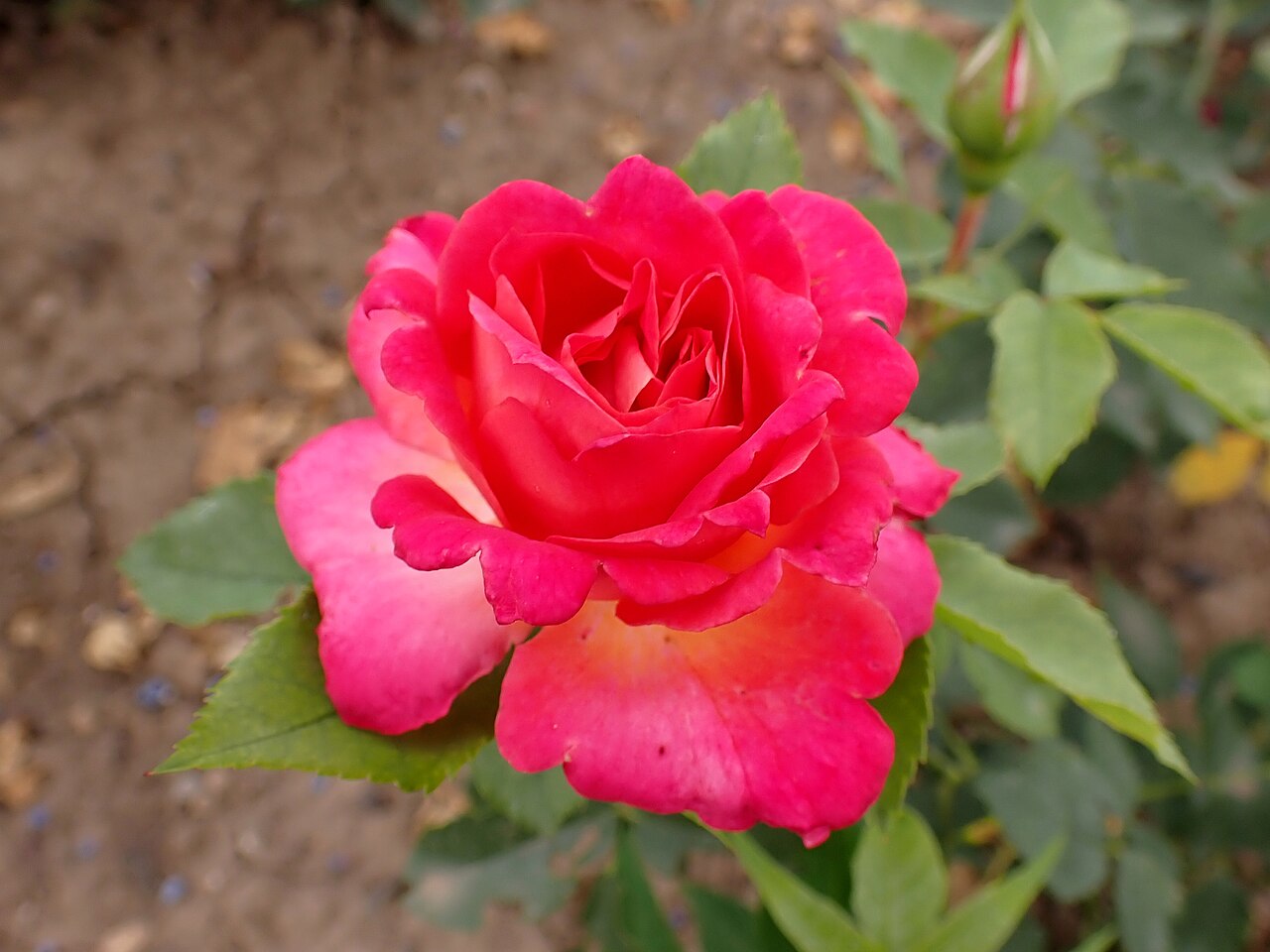 Rose of Tralee