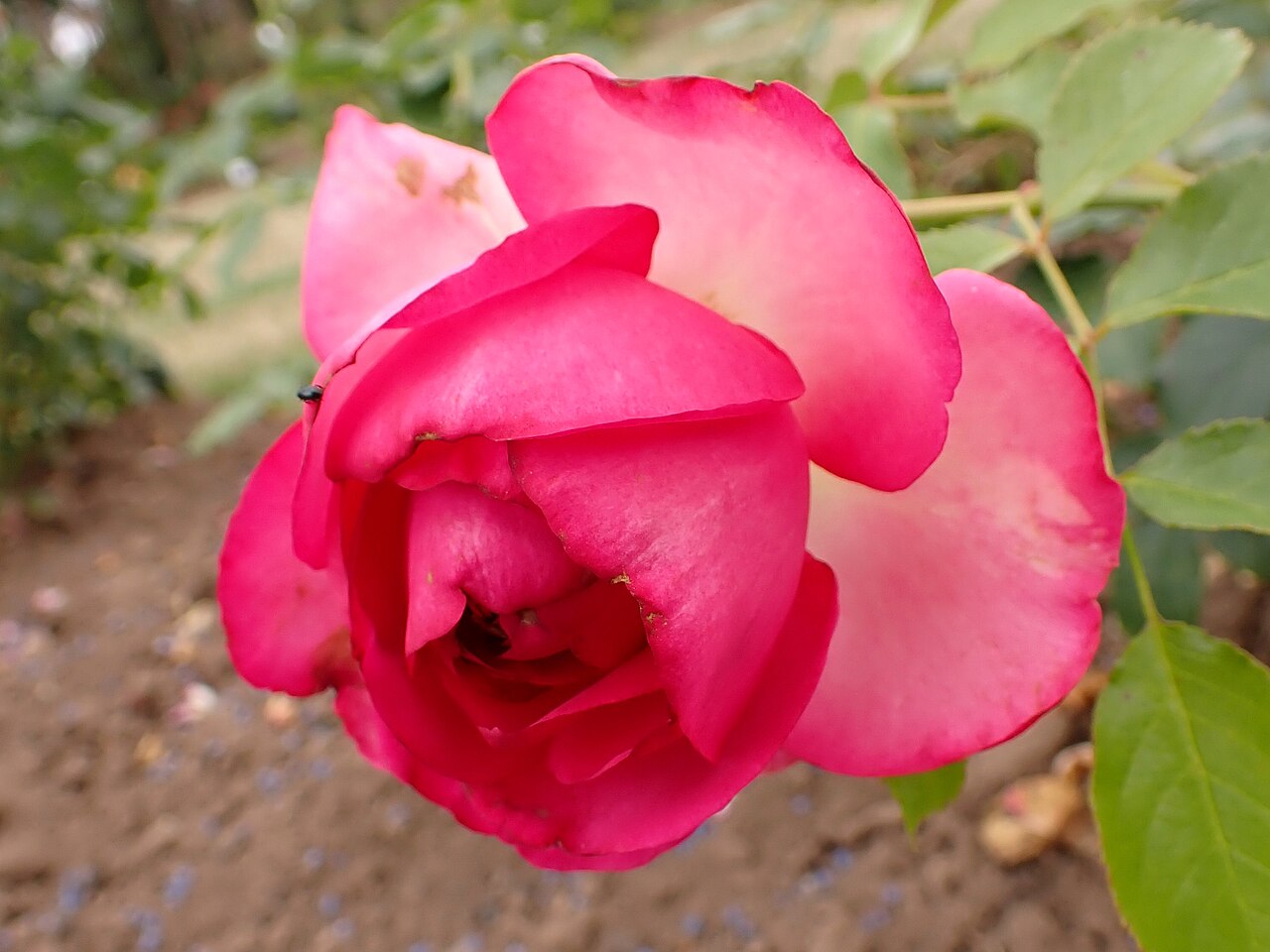Margaret Mae