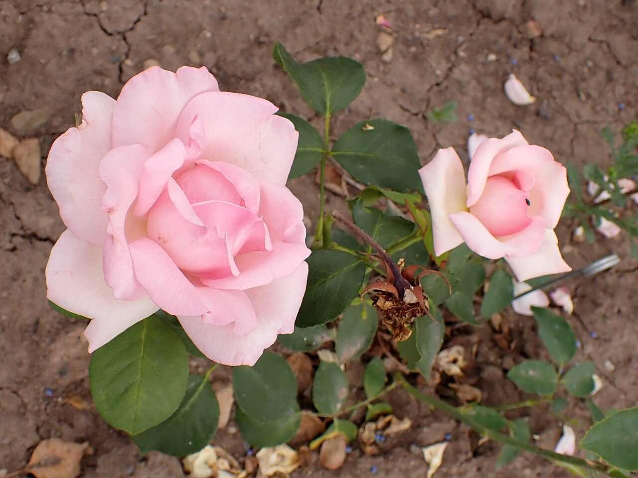 Madame Marcel Delanney