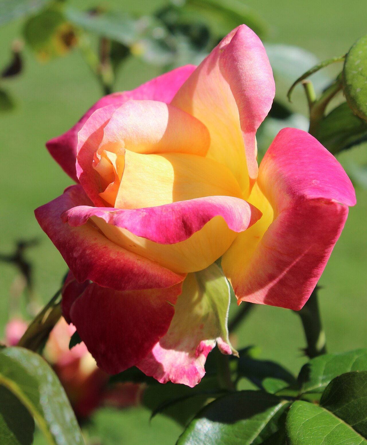 Bright Spirit