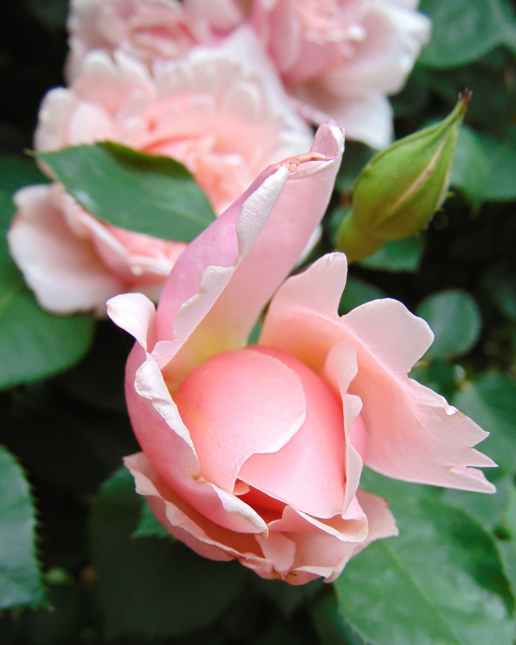 Albertine rose