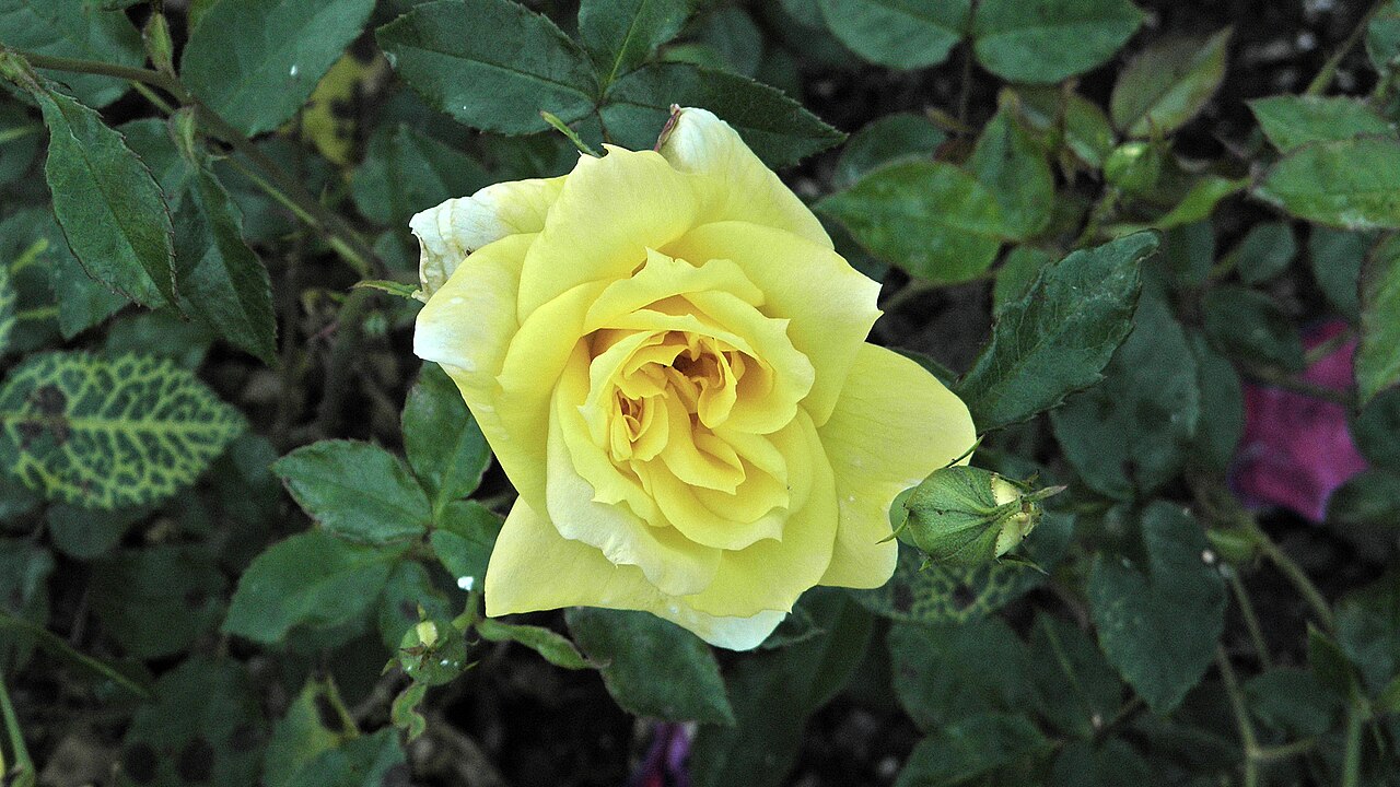 Golden Lace