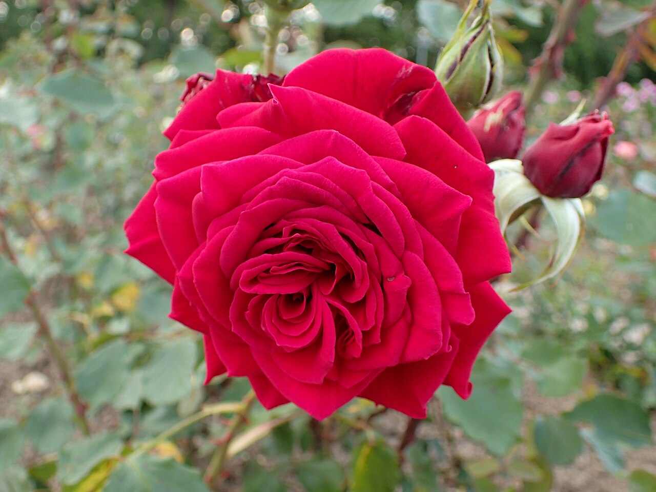 Royal Velvet