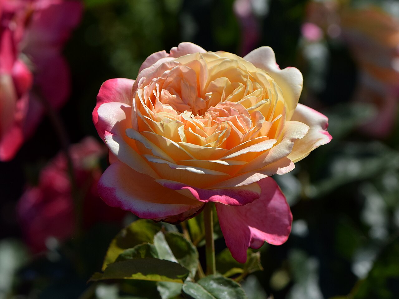 Kordes' Jubilee