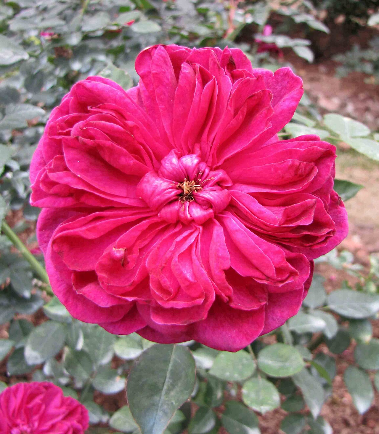 Peony