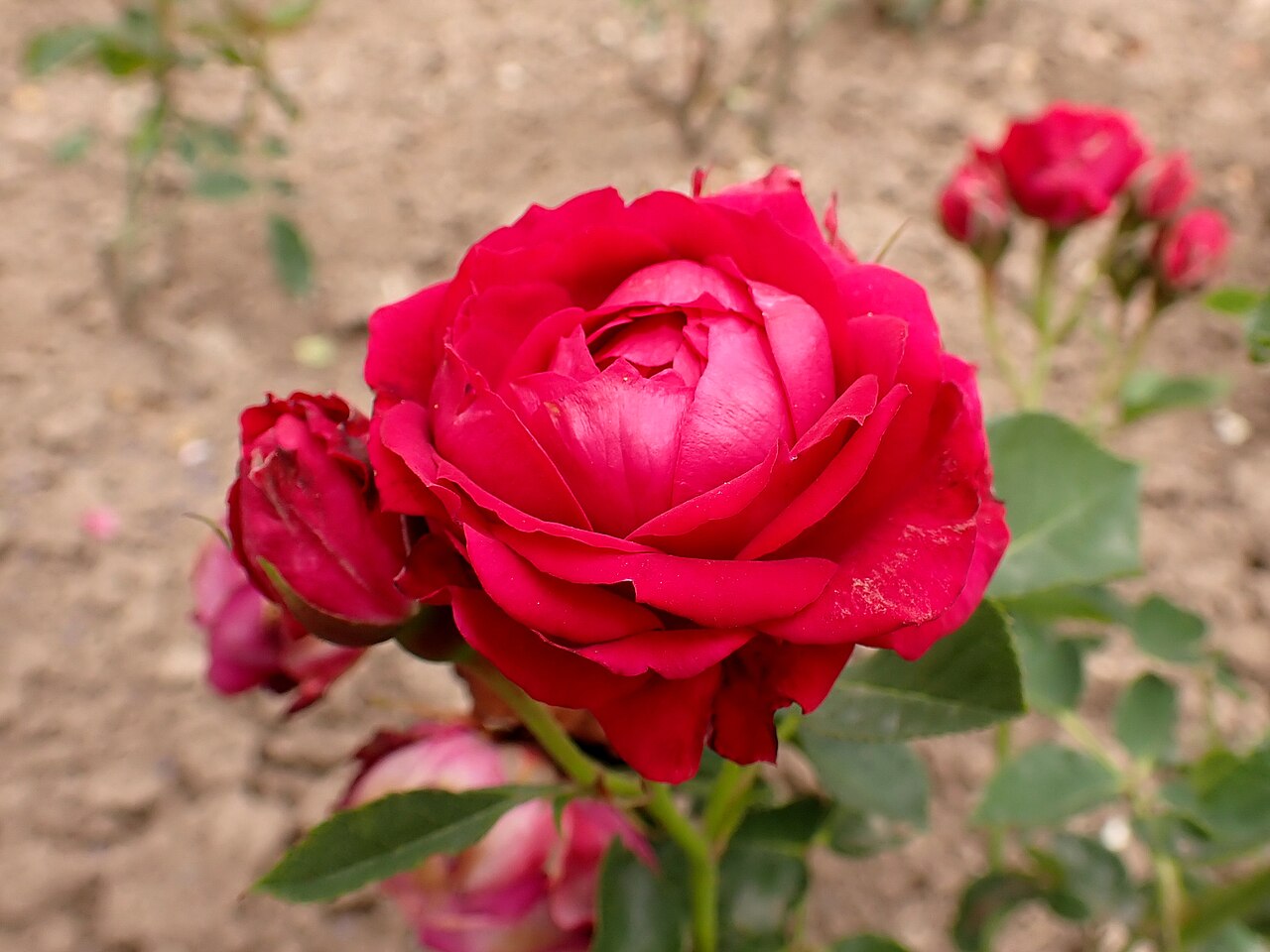 Ruby