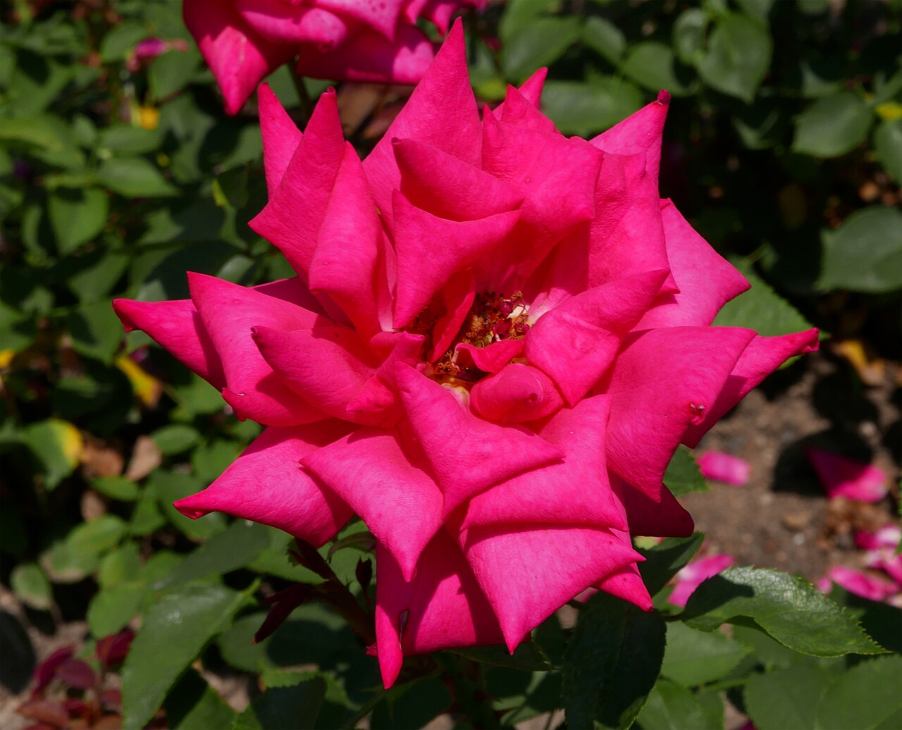 Walzerkönig Johann Strauss
