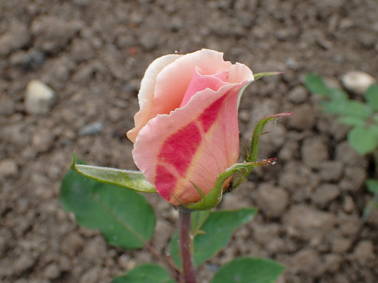 Dickson's Bouquet