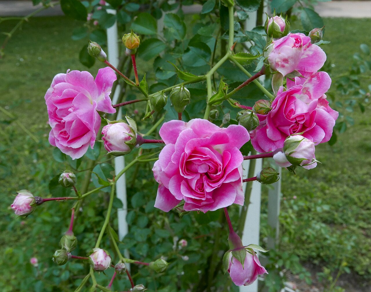 Sodenia rose