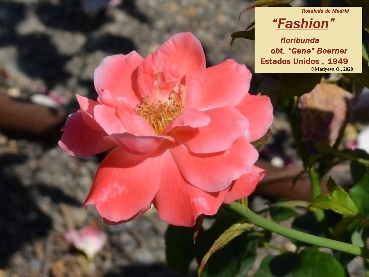 Fashion