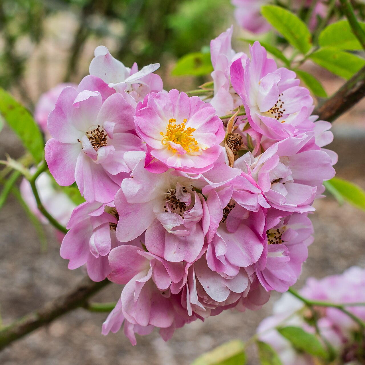 Blush Rambler