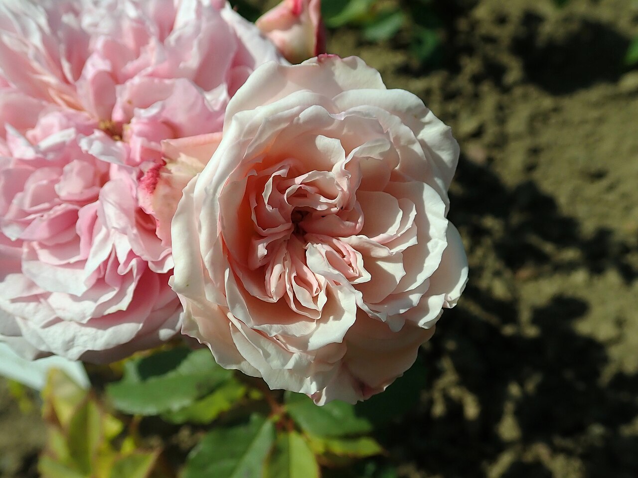 Marquise Orsola Spinola