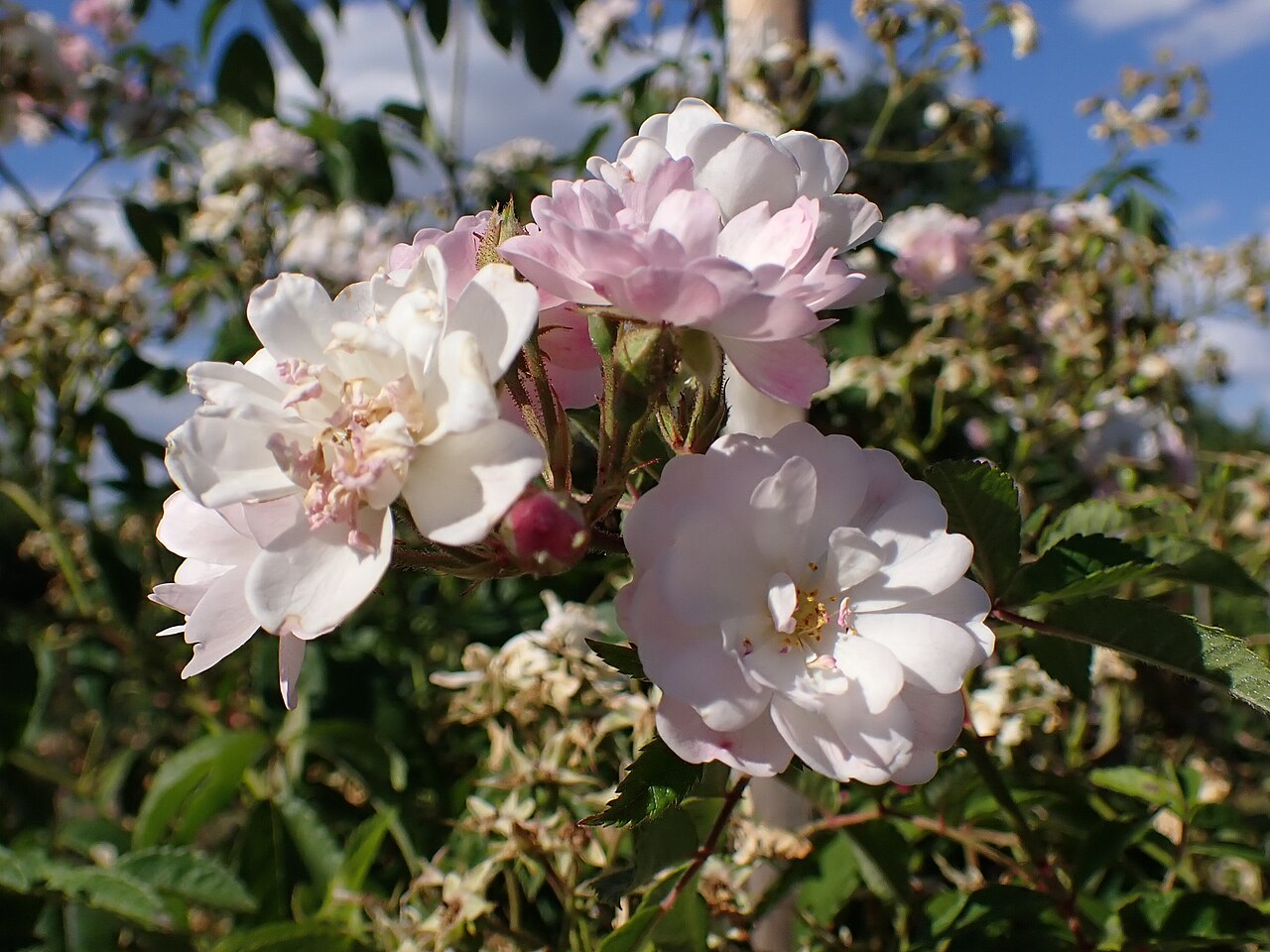 Guirlande Rose