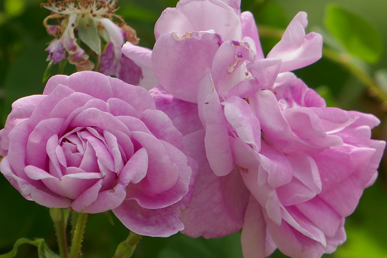 Geschwinds Nordlandrose I