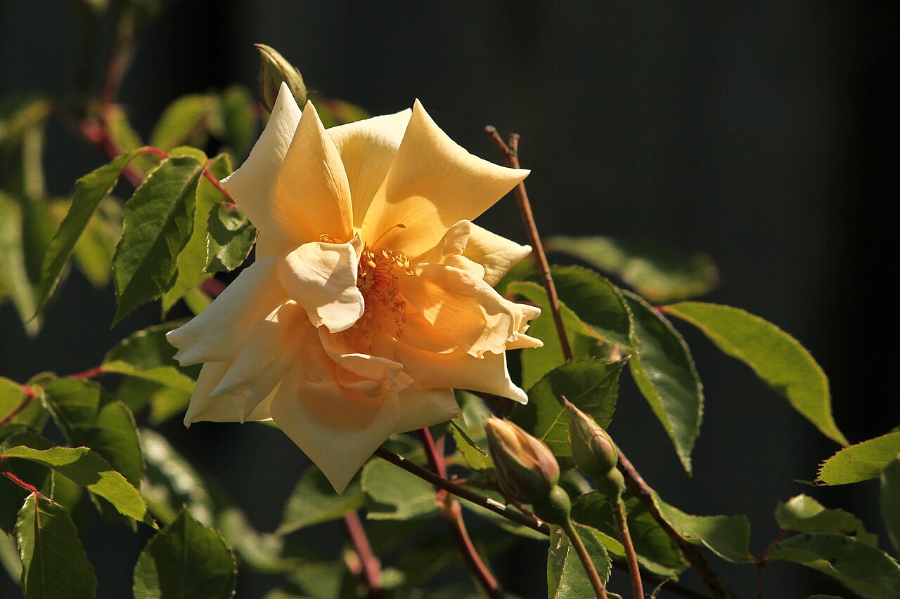 Easlea's Golden Rambler rose