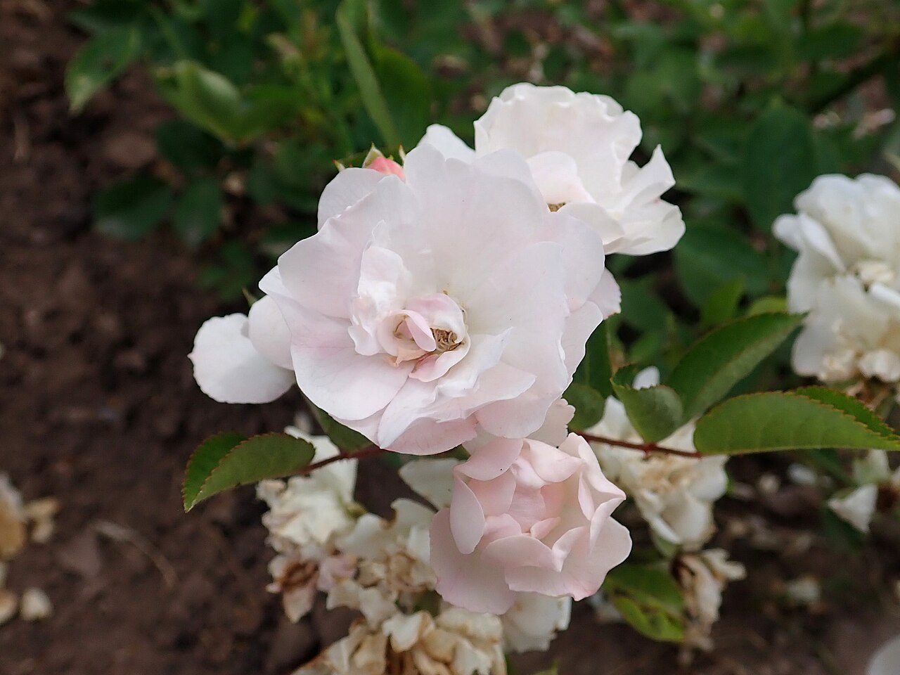 Perle Angevine