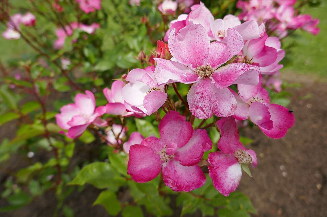 Giant Pink