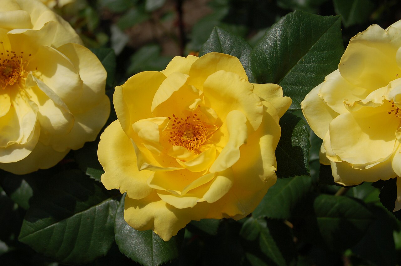Golden Promise
