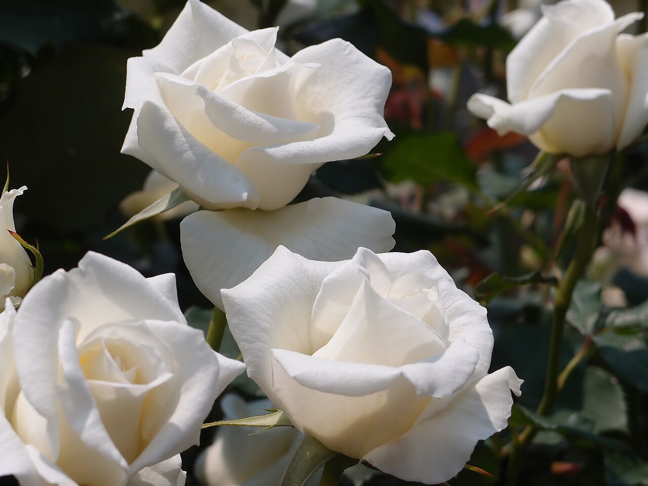 Bridal White