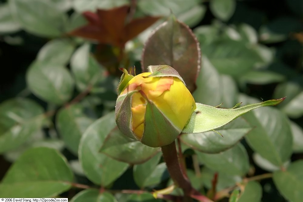 Centennial Star
