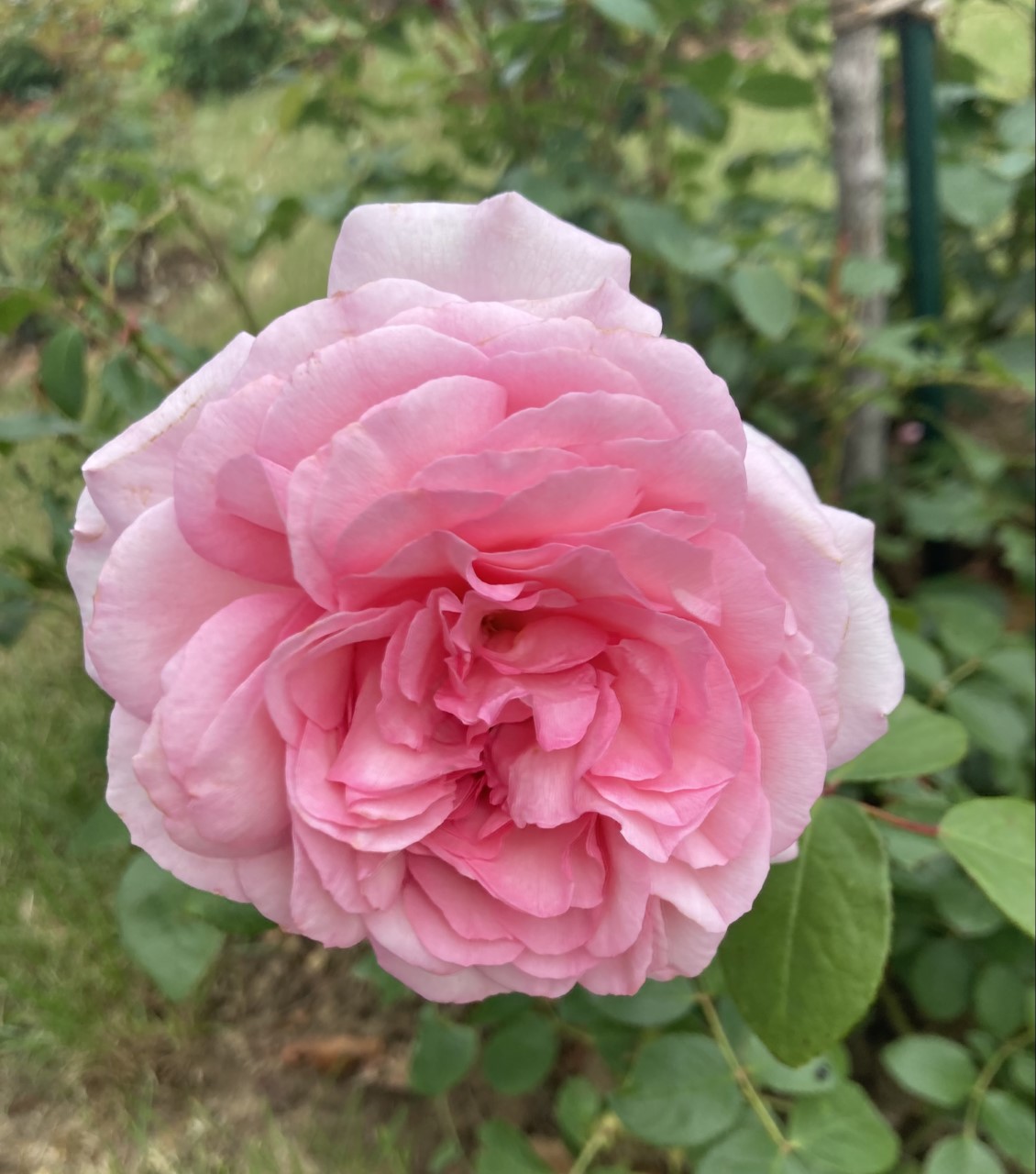 Alexandra - Princesse de Luxembourg