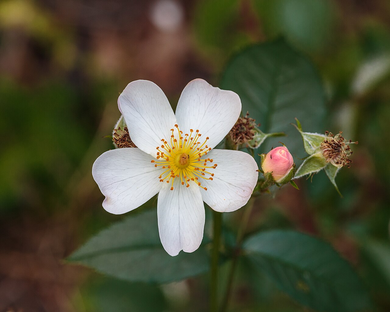 White Fleurette