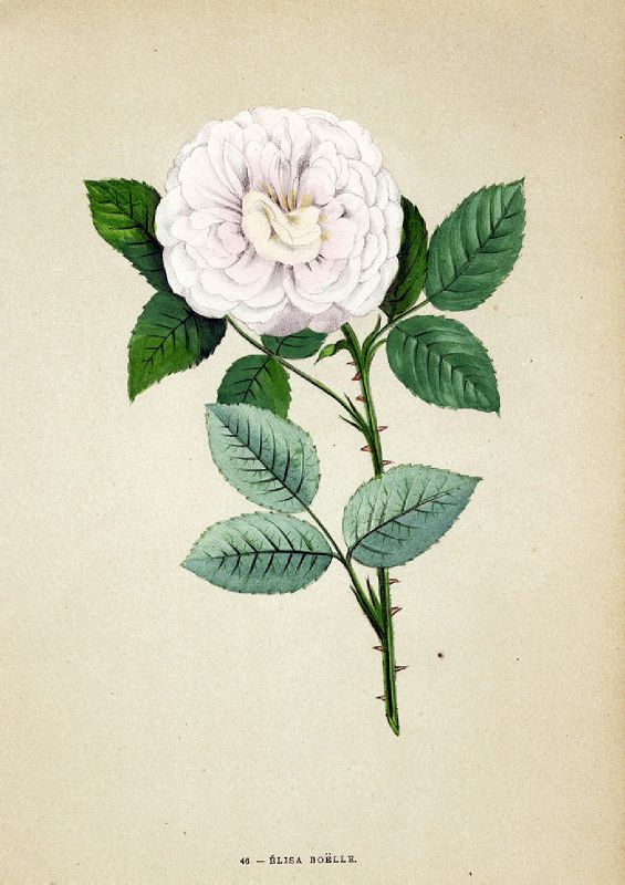 Elisa Boëlle