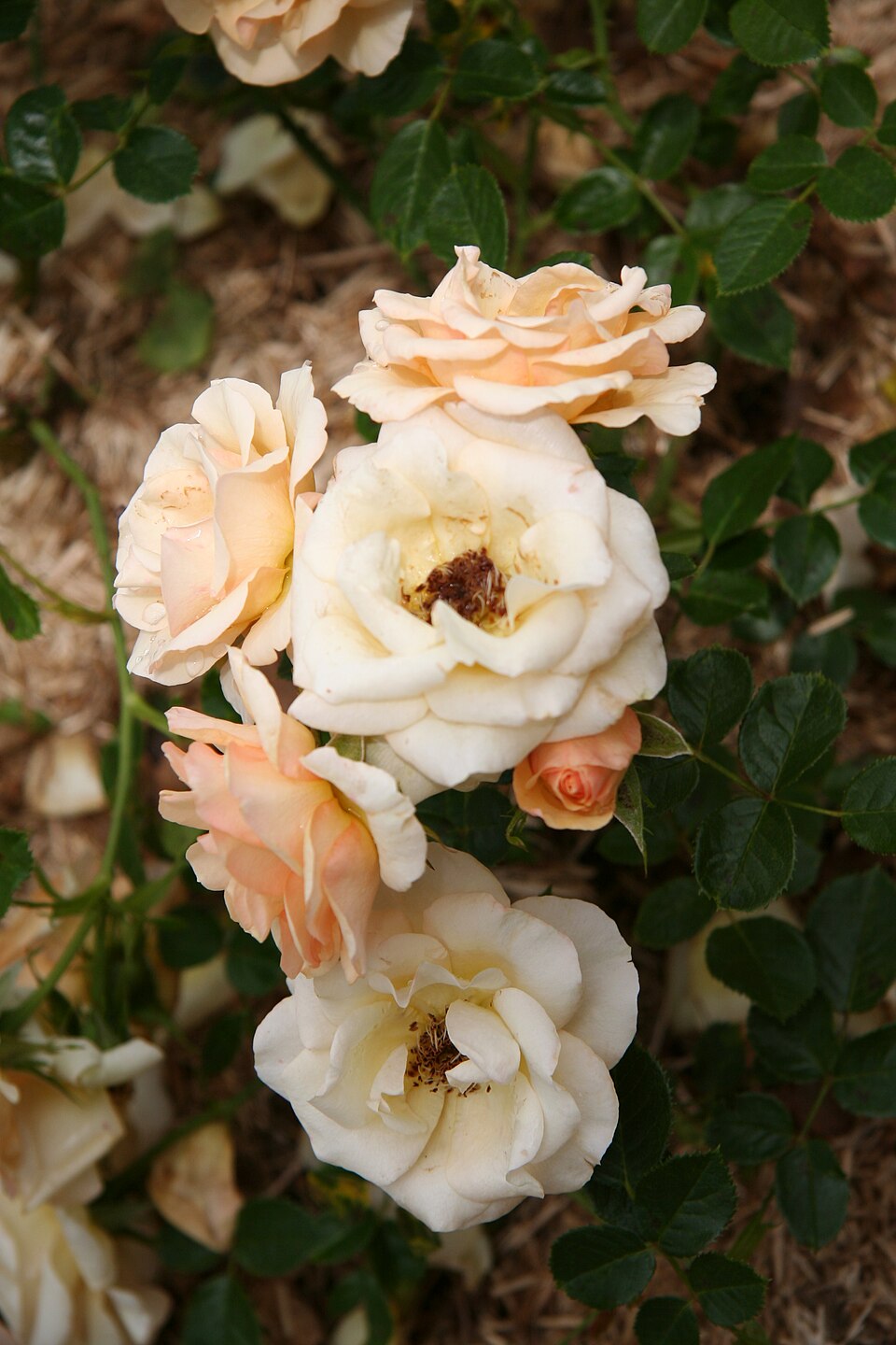 Apricot Ice