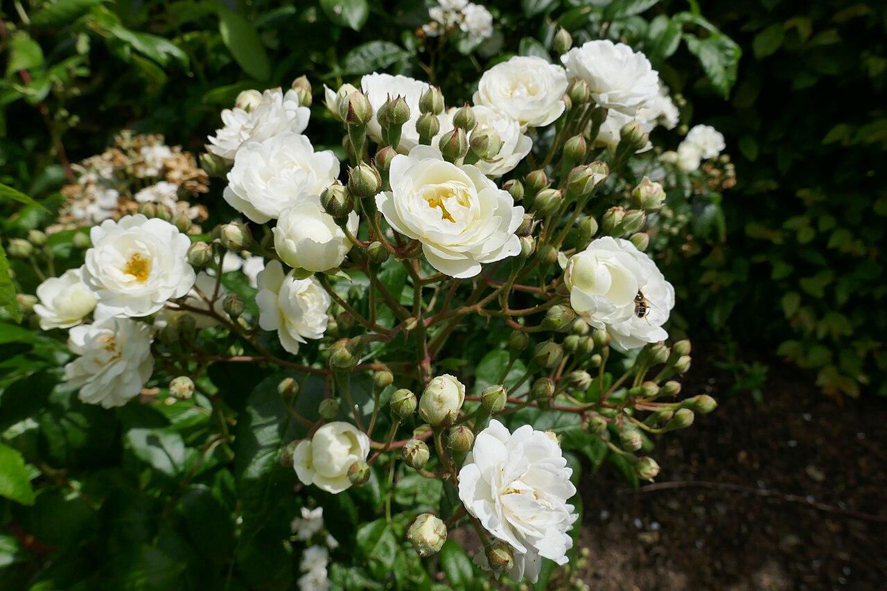Waterloo