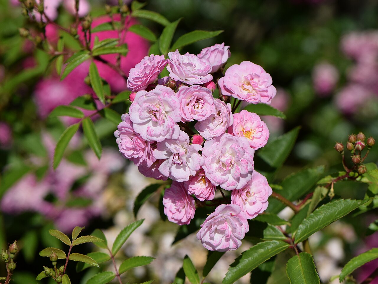 Heavenly Pink