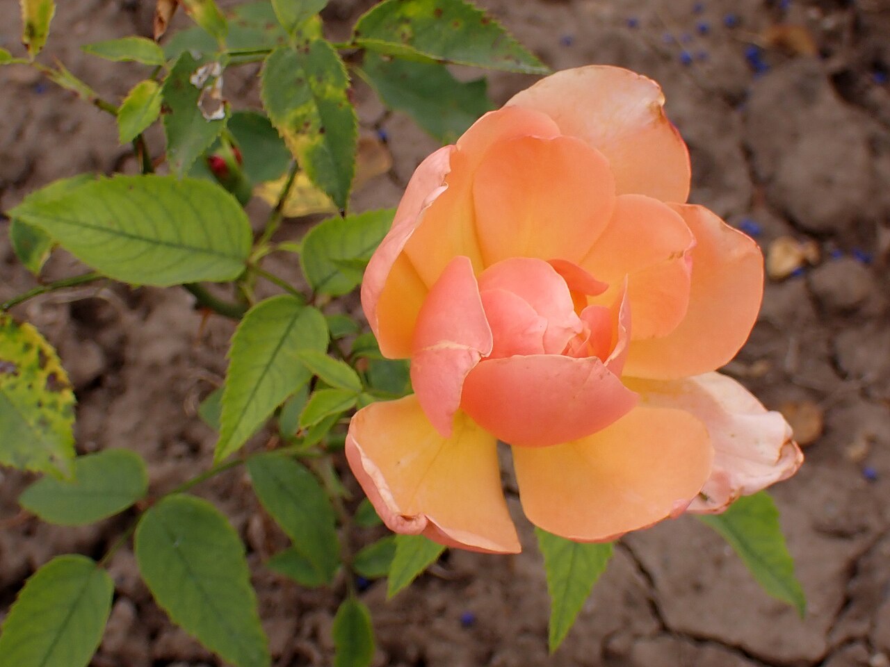Princess Marina