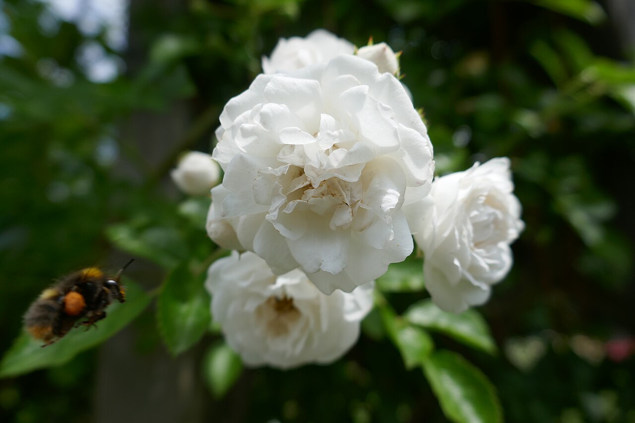 Pemberton's White Rambler rose