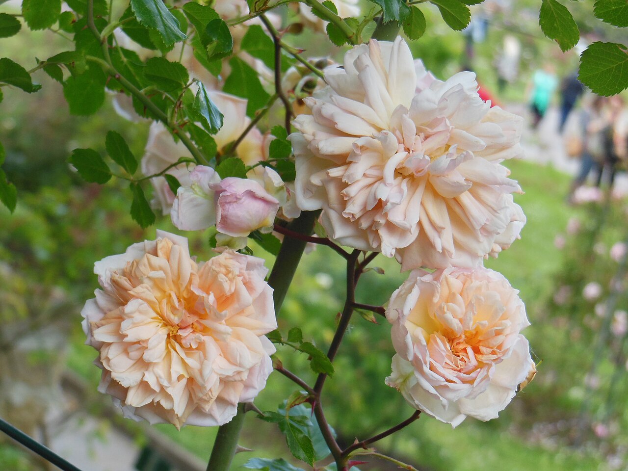 Aviateur Blériot rose