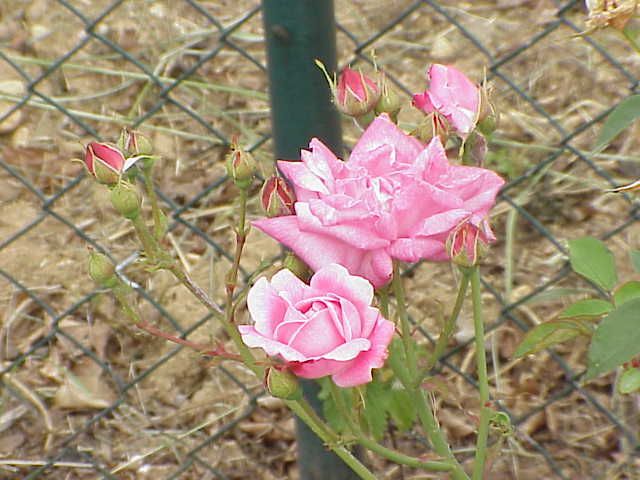 Old Blush