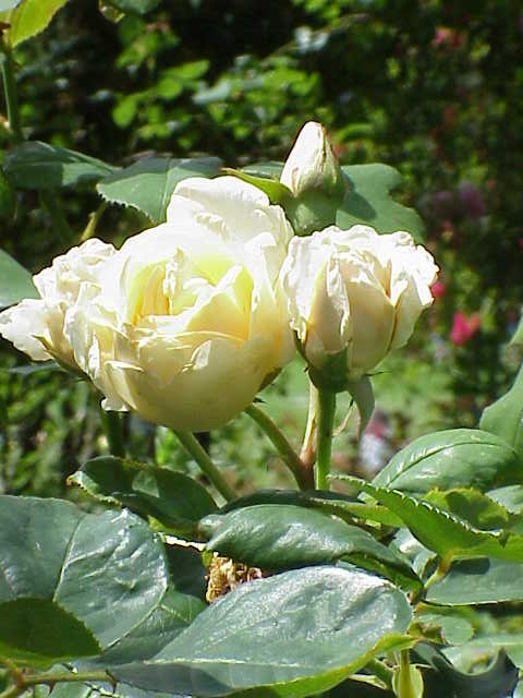 Bouquet d'Or