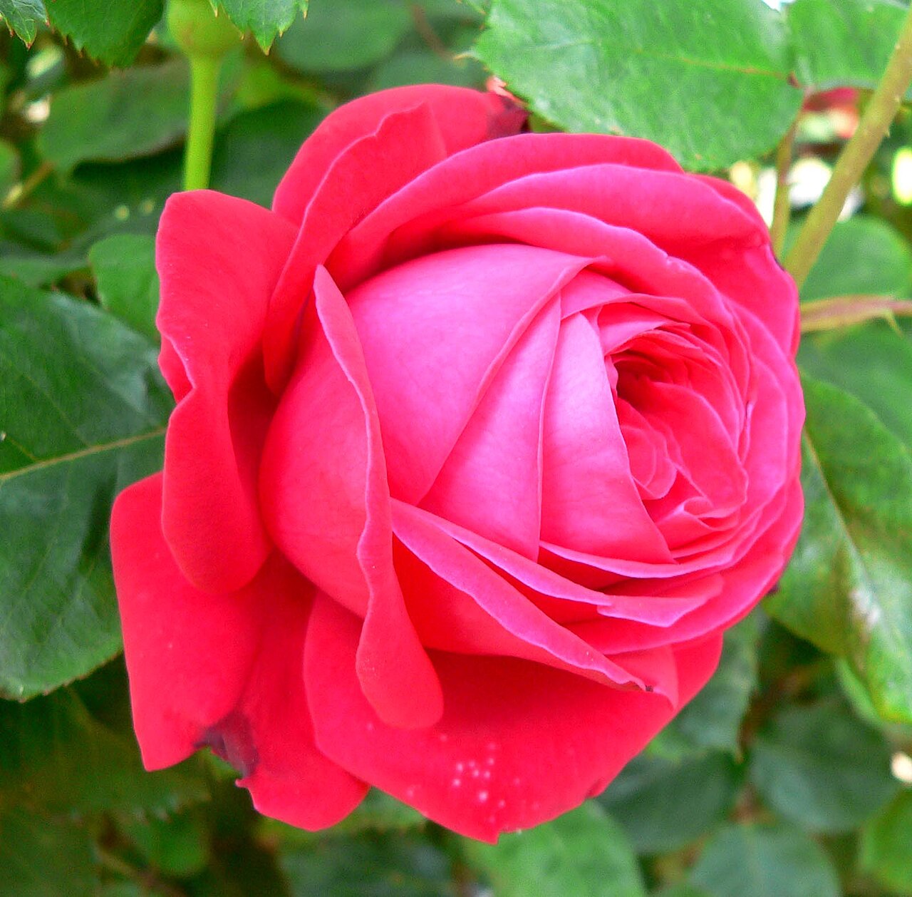Dame de Coeur