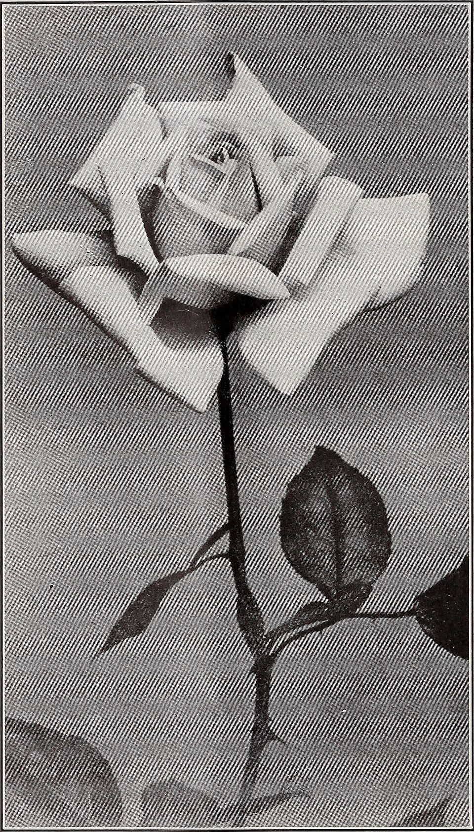 Franz Deegen