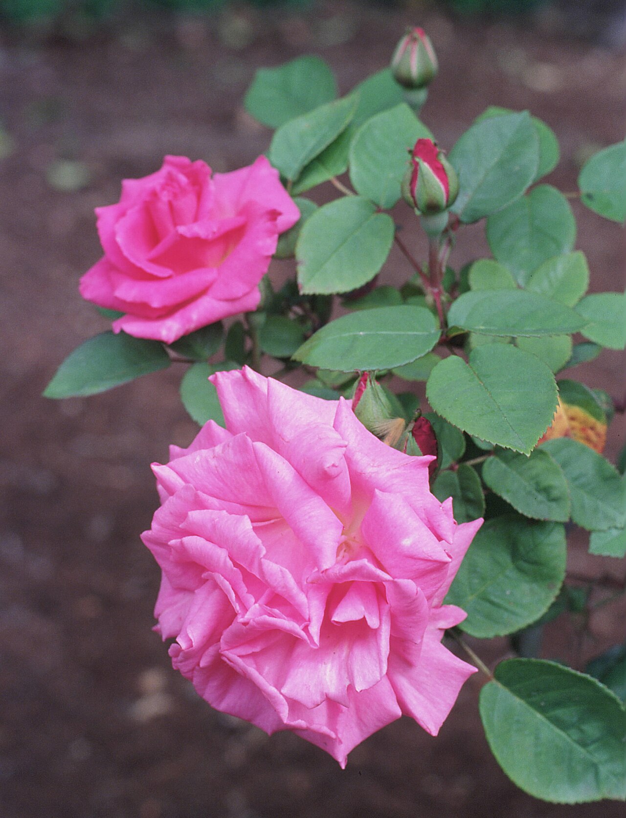 Zéphirine Drouhin