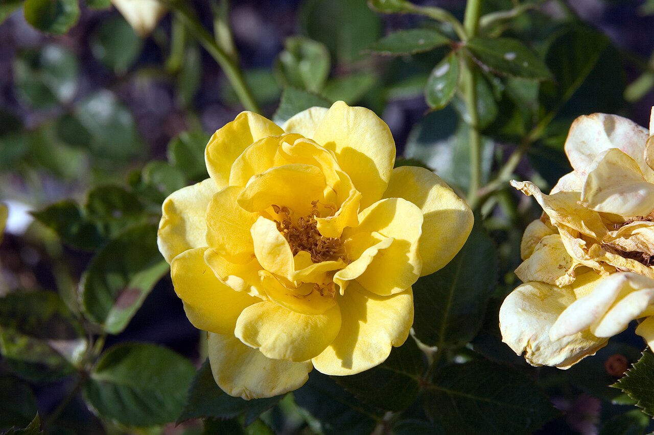 Yellow Jacket