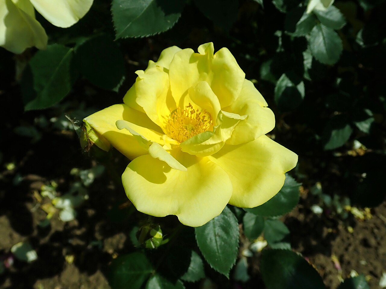 Hidcote Yellow