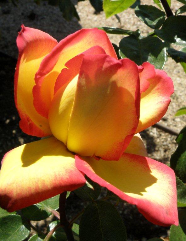Hong-Kong