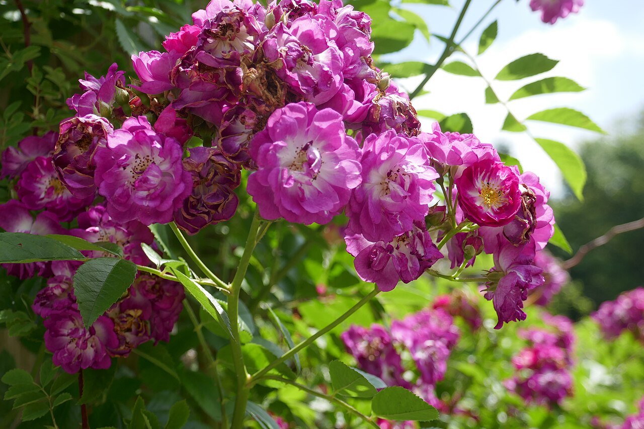 Perennial Blue rose
